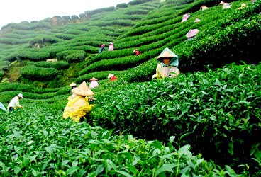 STEPiNN-DARJEELING